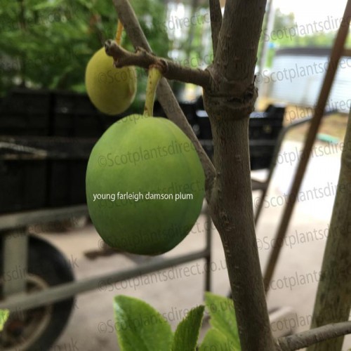 Plum Tree Farleigh Damson Prolific Tree Prunus insititia Trees | ScotPlants Direct